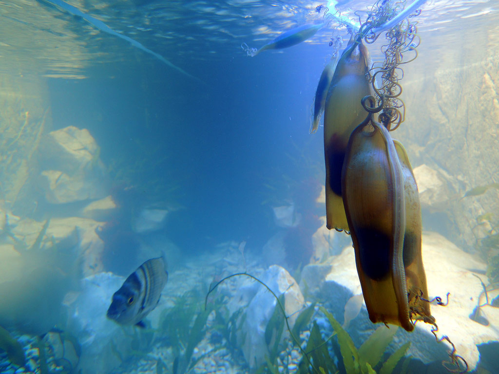 „Seemäuse“ (Katzenhaigelege im Fischweltenaquarium) im Fischwelten-Aquarium, Foto: Gerwin Gretschel