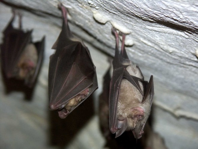 Große Hufeisennase in einer Höhle, Foto: Harald Polt