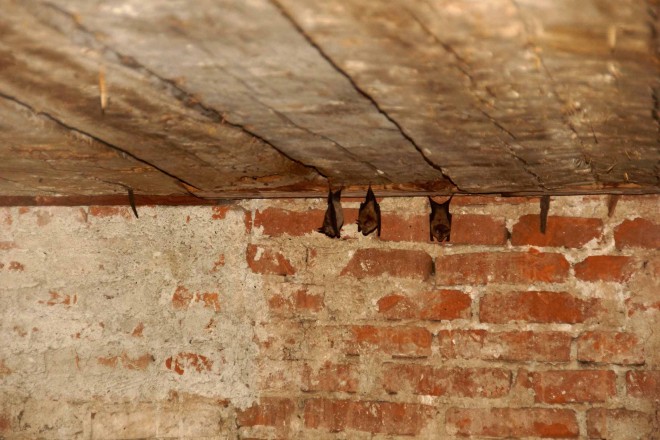 Große Hufeisennase in Schloss Eggenberg, Foto: Harald Polt