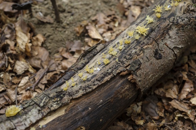 Pilze und Bäume - eine faszinierende Lebensgemeinschaft im Wald; Foto: Ausstellungsansicht aus der Schau "Pilze. Netzwerker der Natur",in der das Naturkundemuseum 2013 rund 1.300 Pilzmodelle des Ehepaares Lilo und Klaus Wechsler zeigte. Foto: N. Lackner