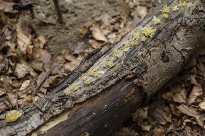 Pilze und Bäume - eine faszinierende Lebensgemeinschaft im Wald; Foto: Ausstellungsansicht aus der Schau "Pilze. Netzwerker der Natur",in der das Naturkundemuseum 2013 rund 1.300 Pilzmodelle des Ehepaares Lilo und Klaus Wechsler zeigte. Foto: N. Lackner 