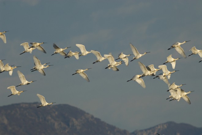 Österreichische Ornithologen arbeiten an einem Sicherheitskonzept für Zugvögel. Foto: UMJ/Peter Sackl