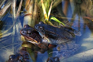 Heimische Amphibien und Reptilien stehen von April bis Juli im Blickpunkt. Foto: Werner Kammel 