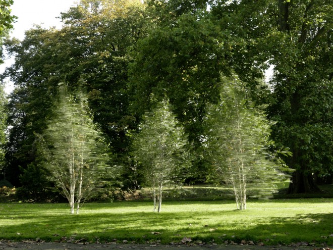 Tim Ulrichs "Tanzende Bäume", Foto: Universalmuseum Joanneum