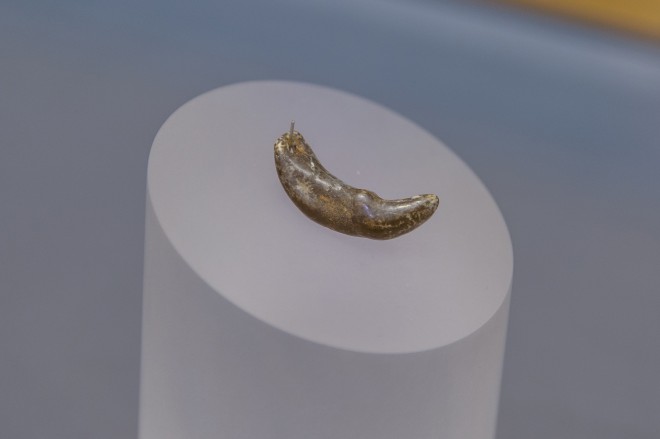Wolfszahn /Foto: Universalmuseum Joanneum/N. Lackner