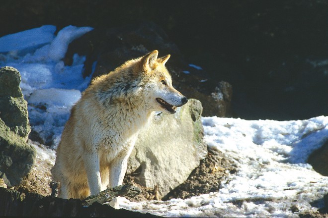 Bildcredit: Der Wolf - ein Jäger kehrt in seine angestammte Heimat zurück. Bildautor: Robert Hofrichter.