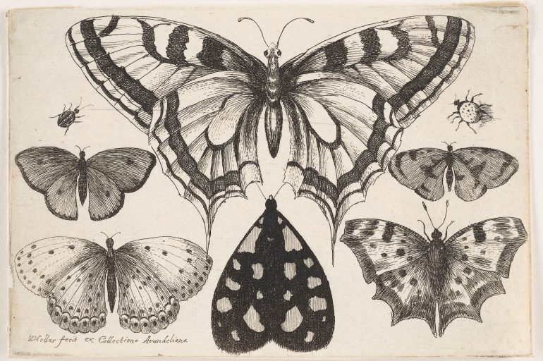 Wenzel Hollar (1607–1677), Schmetterlinge, Motten, Käfer, Raupen und Schnecke, Aus der Serie: Muscarum Scarabeorum, Antwerpen 1646, Radierung, Alte Galerie, Inv.-Nr. AG.K. 8630 und 8632, Foto: UMJ