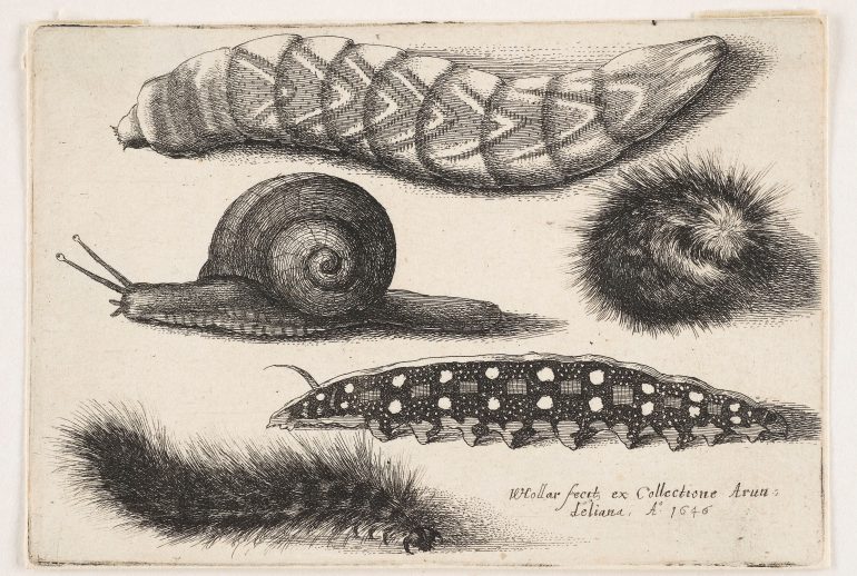 Wenzel Hollar (1607–1677), Schmetterlinge, Motten, Käfer, Raupen und Schnecke, Aus der Serie: Muscarum Scarabeorum, Antwerpen 1646, Radierung, Alte Galerie, Inv.-Nr. AG.K. 8630 und 8632, Foto: UMJ