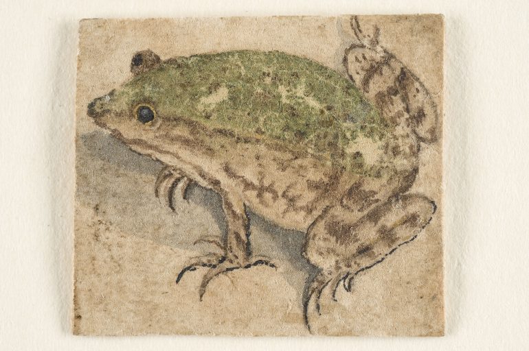 Deutsch, um 1600, Zwei Wasserfrösche, Aquarell, 3,1 x 3,8 cm, Alte Galerie, Inv.-Nr. HZ 258, Foto: UMJ