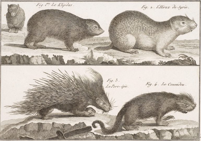 Anonym, Stachelschwein, Detail aus: Encyclopédie Méthodique. Histoire naturelle des Animaux, Paris 1782, Radierung, 19 x 25,5 cm, Alte Galerie, Inv.-Nr. 2016/1