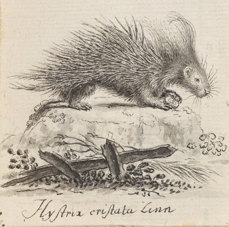 Art des Jacques de Sève (tätig um 1742–1788), Stachelschwein, Feder in Grau, 7,6 x 6,3 cm, Alte Galerie, Inv.-Nr. HZ 287