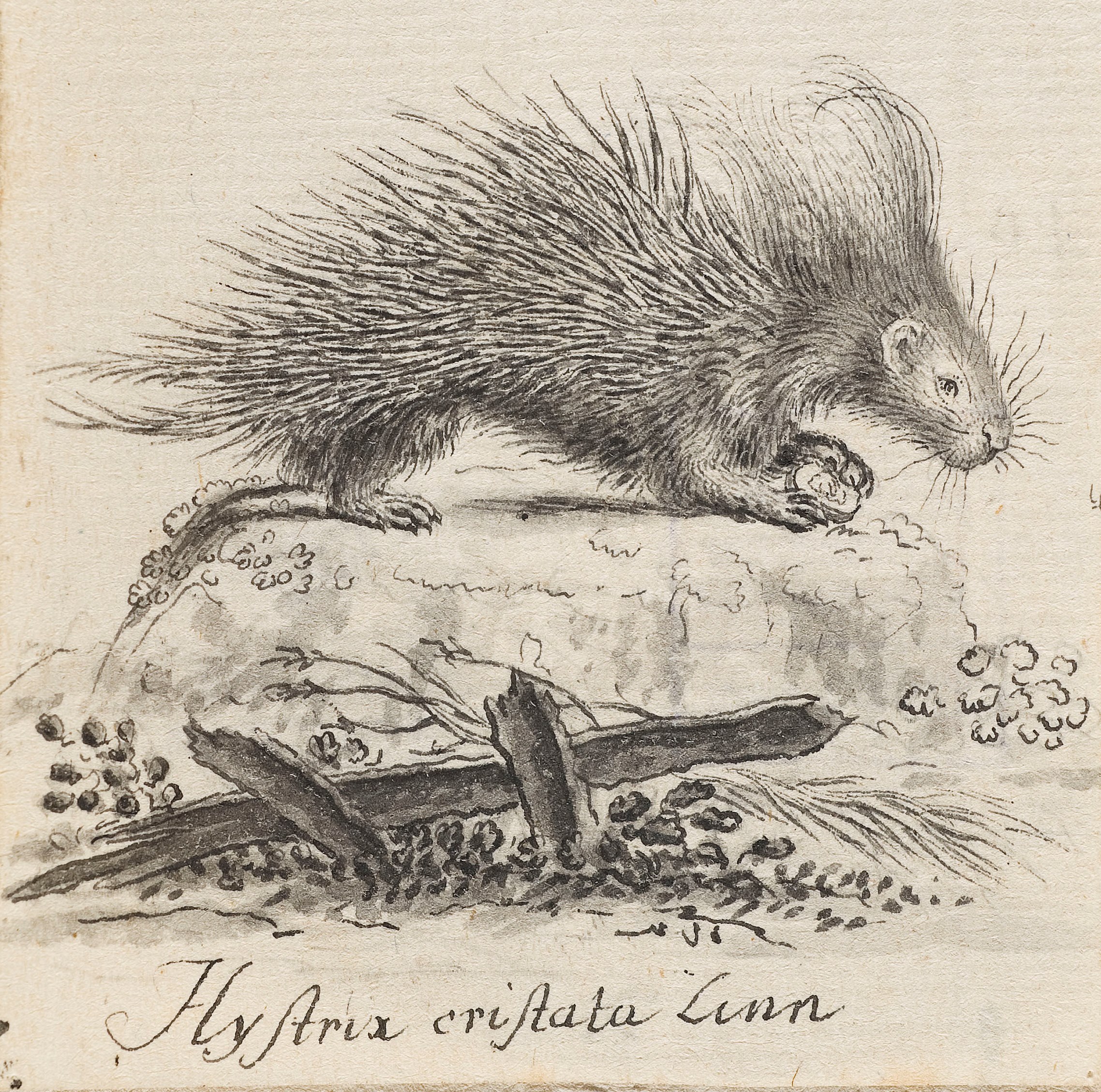 Art des Jacques de Sève (tätig um 1742–1788), Stachelschwein, Feder in Grau, 7,6 x 6,3 cm, Alte Galerie, Inv.-Nr. HZ 287