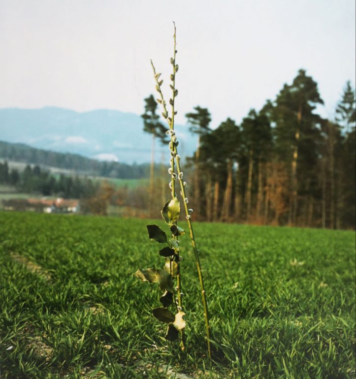 Palmzweig im Feld