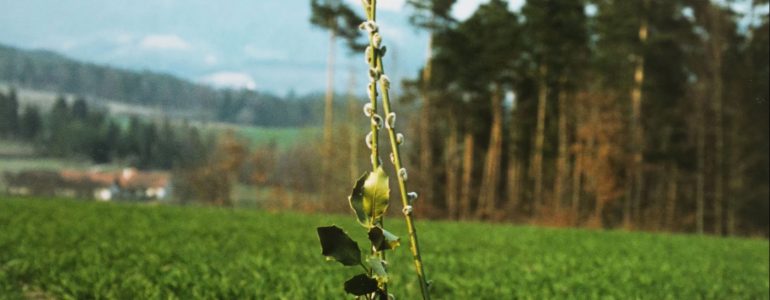 Palmzweig im Feld