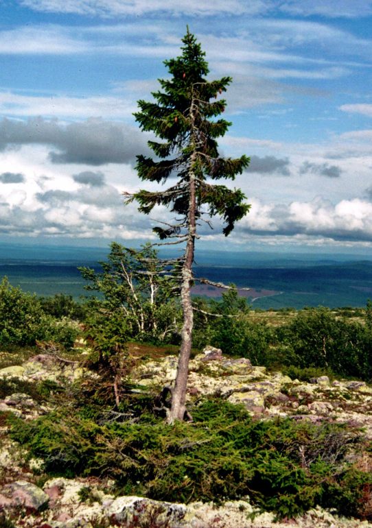 Das Bild zeigt die Fichte "Old Tjikko" im schwedischen Dalarna. Foto: Karl Brodowsky