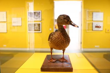 Foto von den Teilnehmenden des Museumsakademie-Workshops im Krems in der Ausstellung Donald made in Austria im Karikaturmuseum