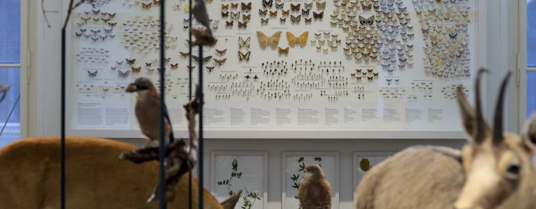 Themenraum Biodiversität in der Dauerausstellung des Naturkundemuseums.