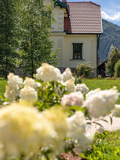 Hydrangeas in bloom, with the Rosegger Museum in the background.