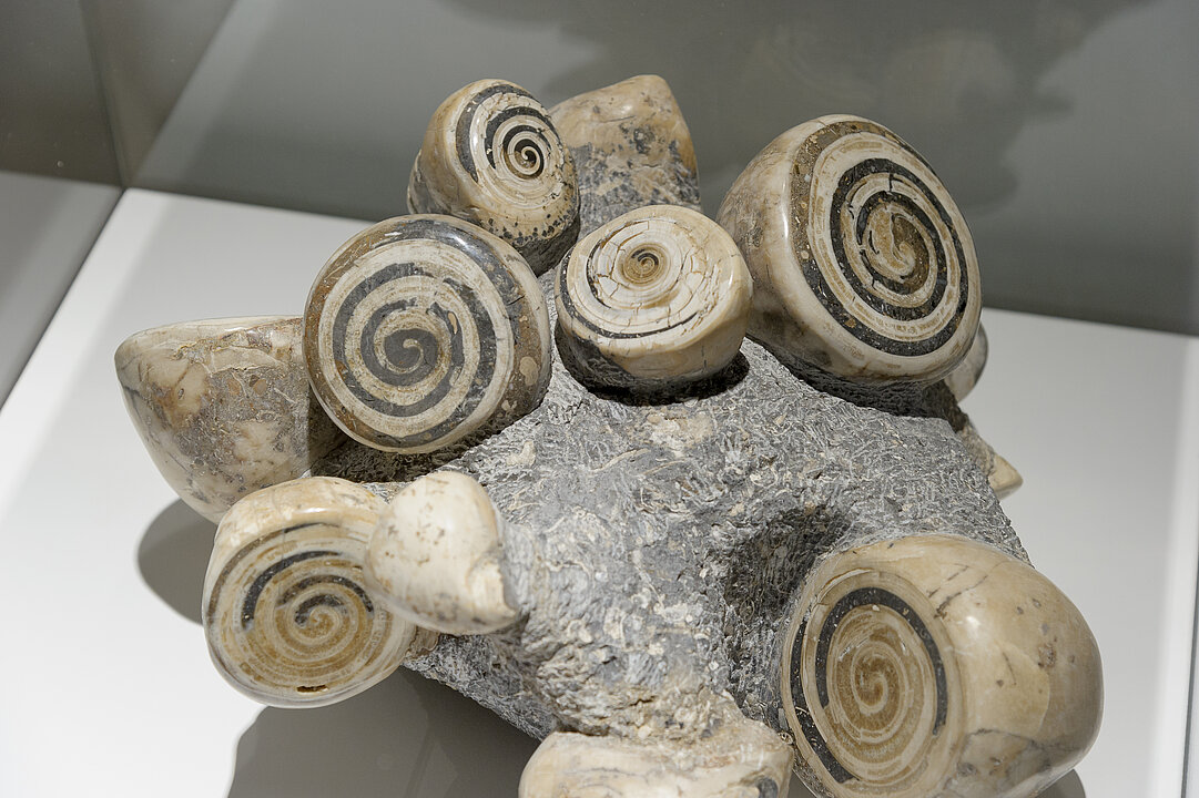 In einer Vitrine liegen versteinerte Muscheln und Schneckengehäuse.