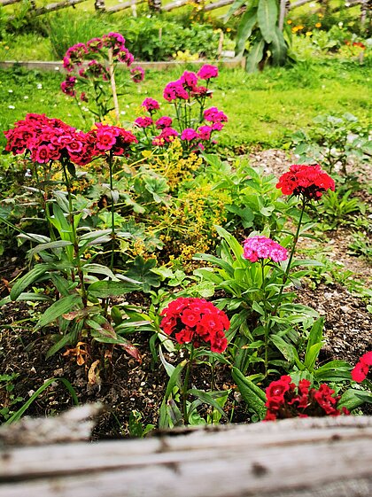 Blumen im Garten des Geburtshauses.