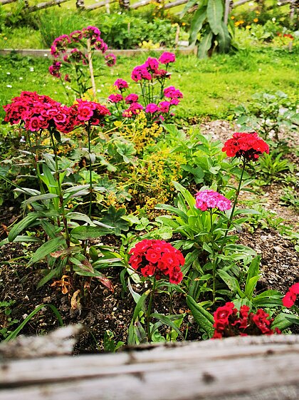 Flowers in the garden of the birthplace.