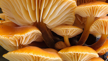 Eng nebeneinander wachsende Pilze, von unten fotografiert, man sieht gut die Lamellen.