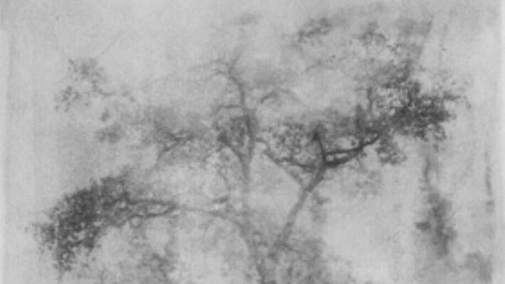 Anna Rosa Krau, Vanishing Trees at Hambach (Ausschnitt), 2023