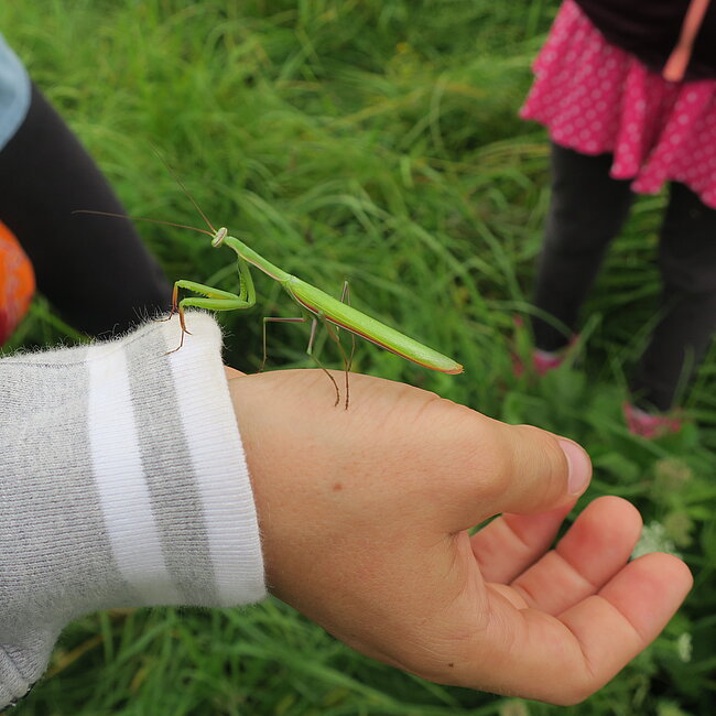 Gottesanbeterin auf Kinderhand sitzend