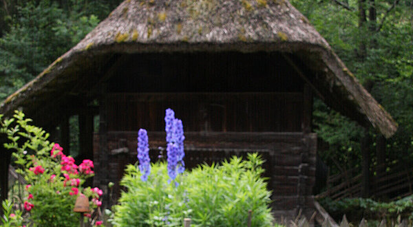 Blooming Medicine. The Power of Plants 