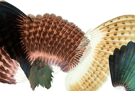 Foto von verschiedenen Feder und Flügel, die vor einem weißen Hintergrund angeordnet sind.
