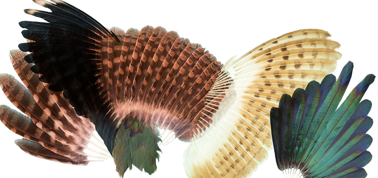 Foto von verschiedenen Feder und Flügel, die vor einem weißen Hintergrund angeordnet sind.