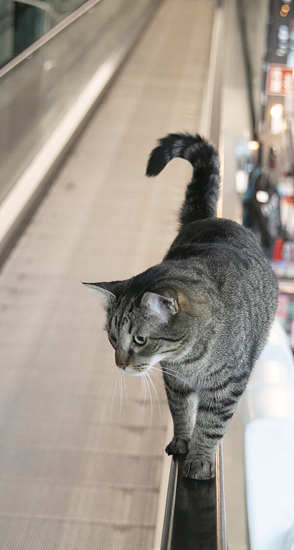 Eine Katze läuft auf dem Handlauf einer Rolltreppe auf die Kamera zu und schaut sich im Foyer des Kunsthauses Graz um.