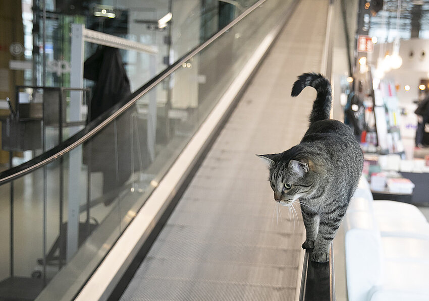 A cat walks towards the camera on the handrail of an escalator and looks around the foyer of the Kunsthaus Graz.