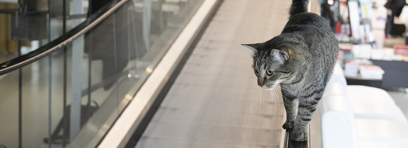 A cat walks towards the camera on the handrail of an escalator and looks around the foyer of the Kunsthaus Graz.