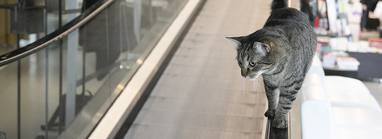 Eine Katze läuft auf dem Handlauf einer Rolltreppe auf die Kamera zu und schaut sich im Foyer des Kunsthauses Graz um.
