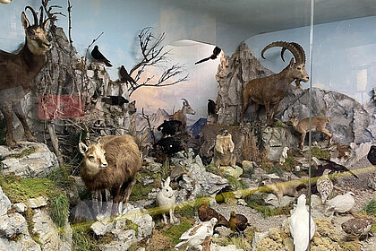 Dreharbeiten für "Wer bist du: Steiermark?" Naturmuseum Neuberg – Sammlung Schliefsteiner
