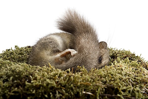 Ein kleiner Siebenschläfer liegt eng zusammengerollt in einem weichen Nest aus Moos. Das Tier schläft, sein buschiger Schwanz bedeckt teilweise den Körper.