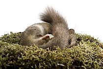 Ein kleiner Siebenschläfer liegt eng zusammengerollt in einem weichen Nest aus Moos. Das Tier schläft, sein buschiger Schwanz bedeckt teilweise den Körper.
