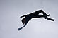 The silhouette of a woman, depicted in landscape orientation, appears to be floating or falling through the gray sky.