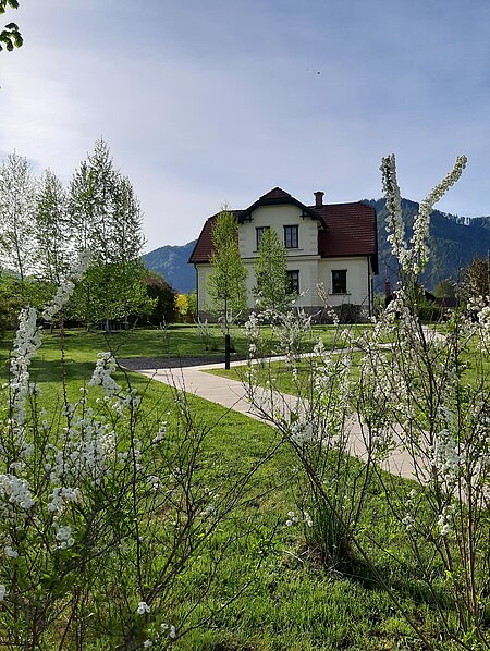 Blühende Spiersträucher im Park, dahinter das  Rosegger-Museum.