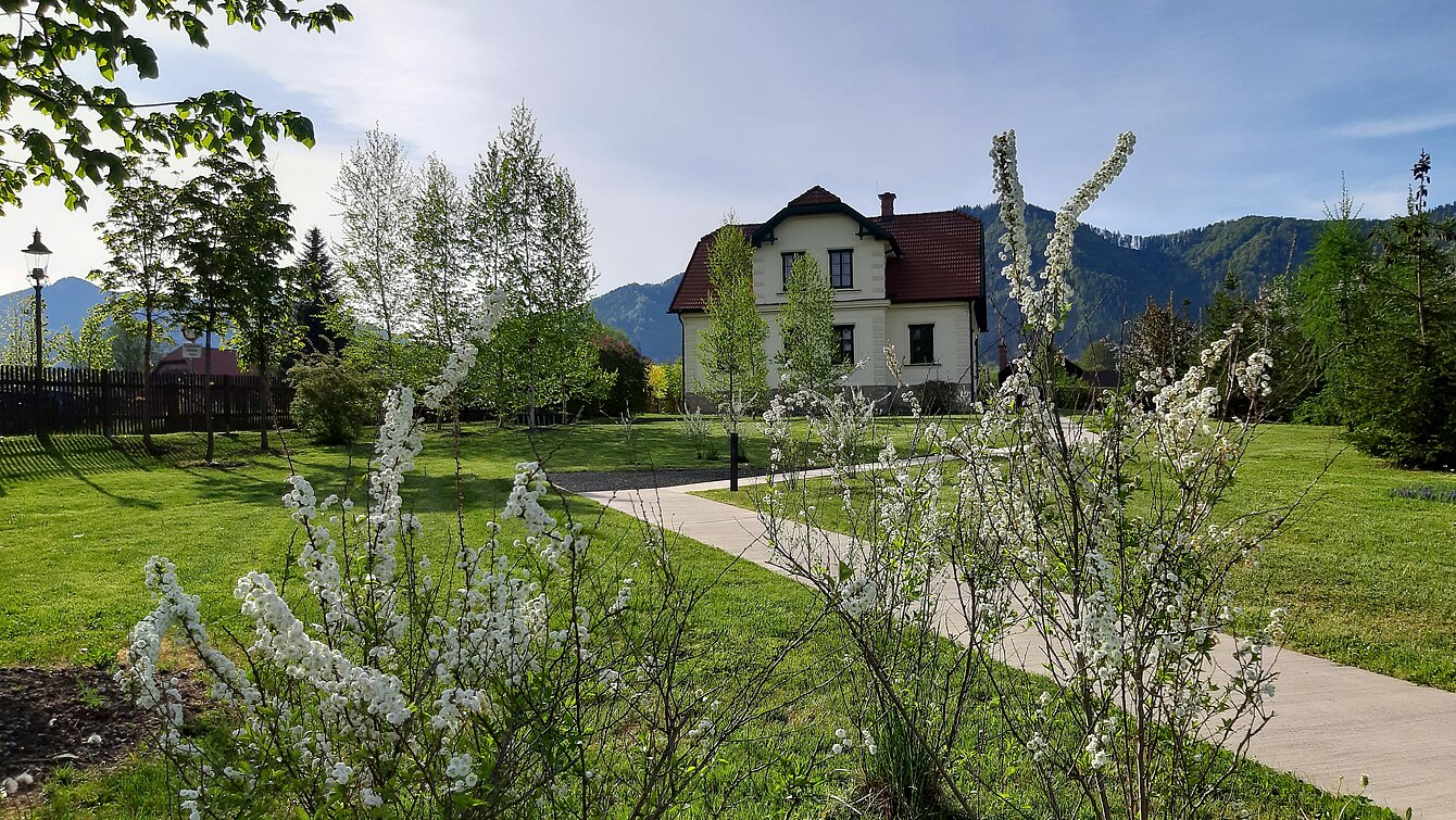 Blühende Spiersträucher im Park, dahinter das  Rosegger-Museum.