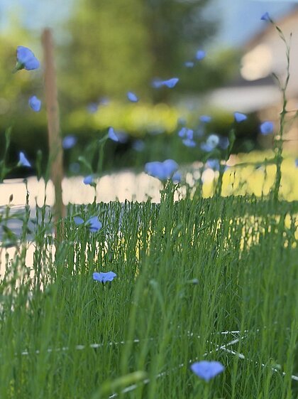 Blühender Lein aus der Nähe.