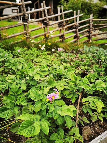 Garten mit Kartoffelbeet und dahinter liegendem Bänderzaun.