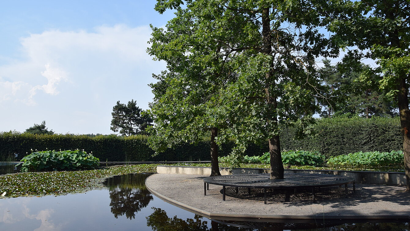 Auf einer Insel am Lotosblütenteich umkreist eine Konstruktion aus Stahlblech einen dort befindlichen Baumstamm. Ein Platz zum Verweilen. 