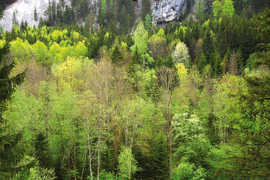 Fotografie von einem hellgrünen Mischwald