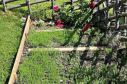 Junge Leinpflanzen im Gartenbeet, dazwischen Trittbretter.