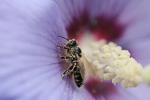 Der Lebenszyklus der Biene in Theorie und Praxis