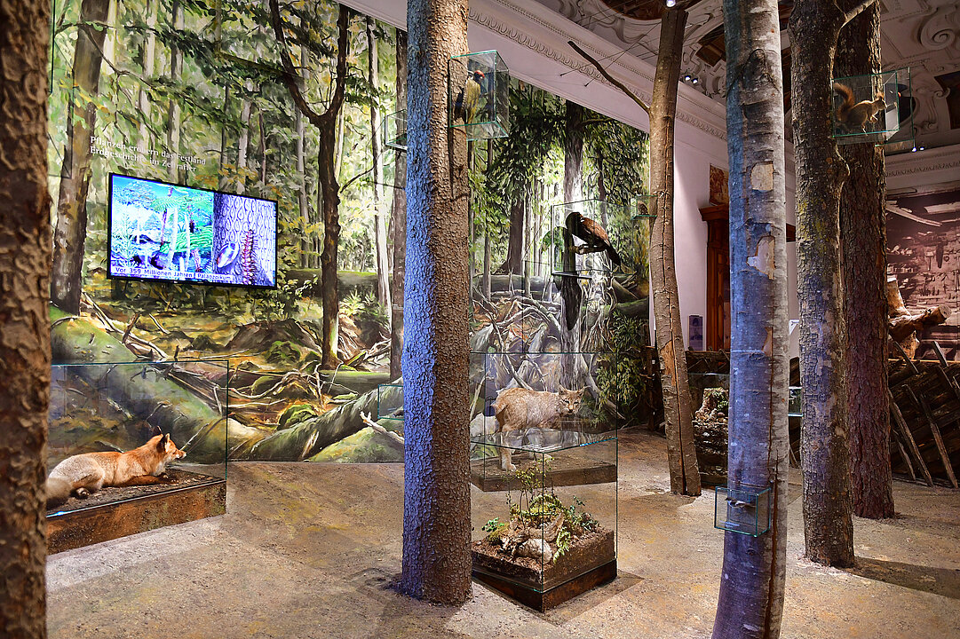 View of a room. In the room are erected tree trunks between them are showcases with animals, for example, a lynx and a fox.