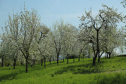Ansicht der blühenden Apfelbäume im Schenkkellergarten beim Schloss Stainz.