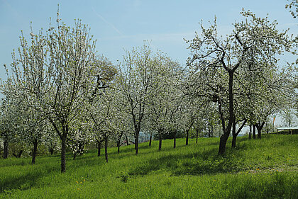 View of blossoming apple trees in Schenkkellergarten near Schloss Stainz.